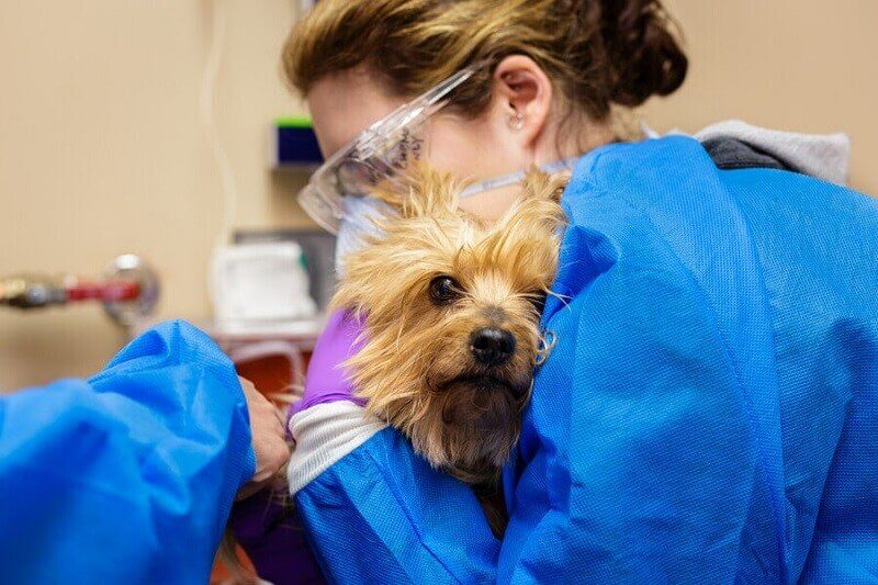 Dog receiving chemotherapy