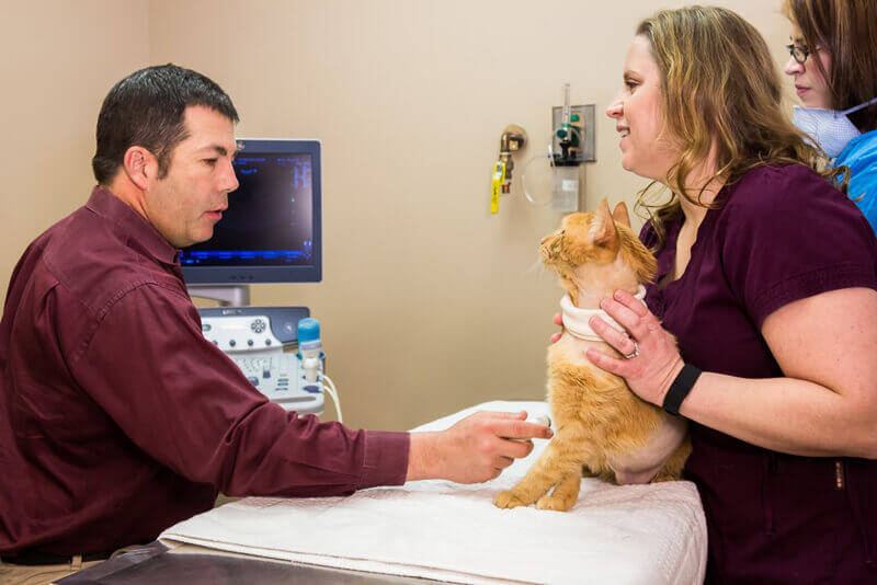 Ultrasound with Dr. Chris McReynolds