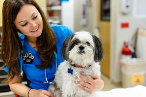 Rhonda, one of our nurses, works with a patient We LOVE our patients at SCVIM